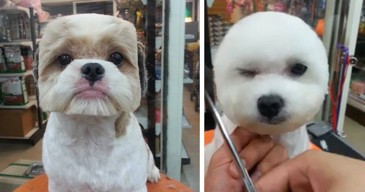 Newest Trend In Pet Grooming Has Divided Opinions Amongst Dog Lovers