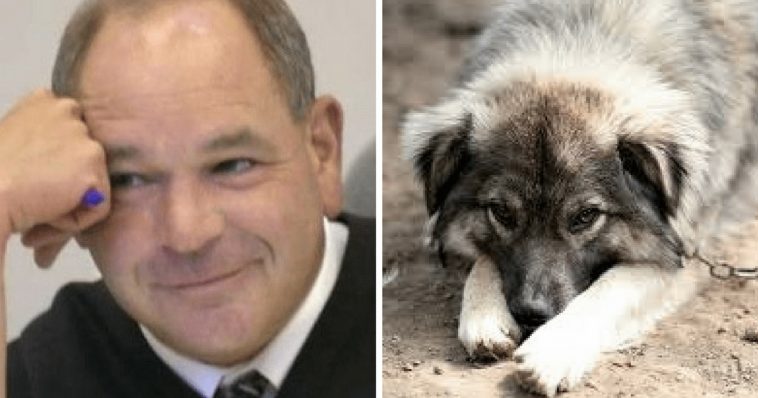 Ohio judge tired of animal abusers, chooses to give them a taste of their own medication