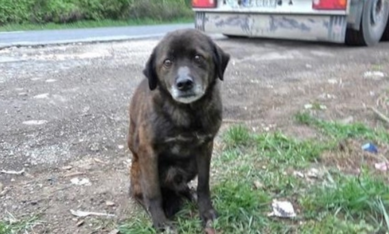 Old Dumped Dog Had Such A Rough Past That He Didn't Also Know How To Eat Treats