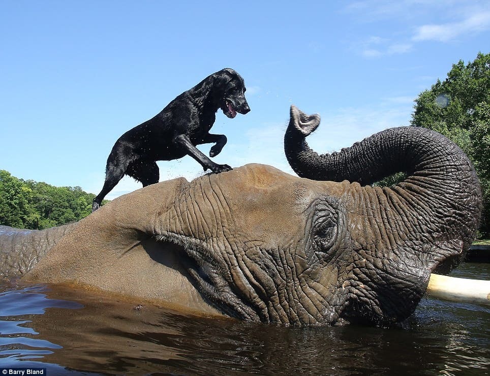 Orphaned Elephant Creates An Unique Bond With A Playful Labrador