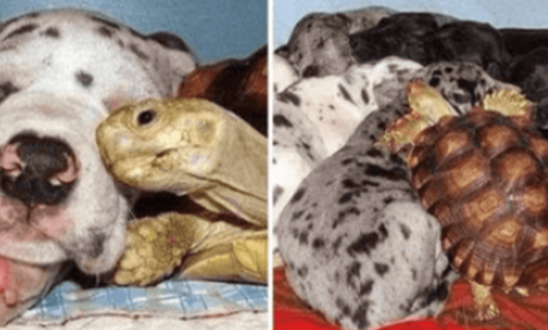 Orphaned Turtle Is Raised With Saved Dogs And They Are Now Inseparable