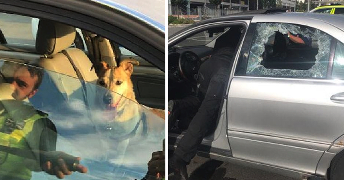 Owner Angry With Cop After He Smashes Window To Rescue Dog From Hot Car