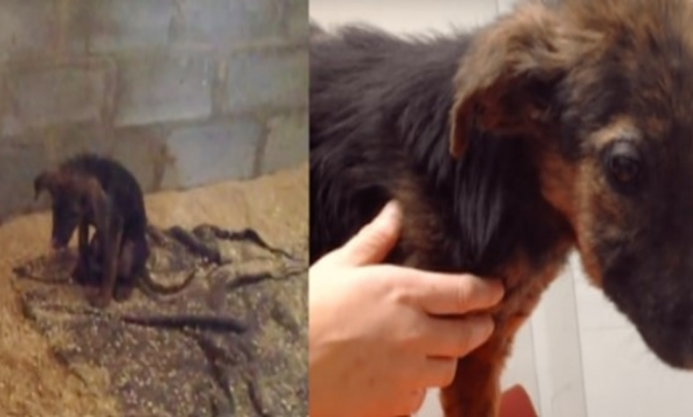 Owner Brings Puppy To Be Euthanized For Not Playing , Rescuers Were Able To Intervene Quickly