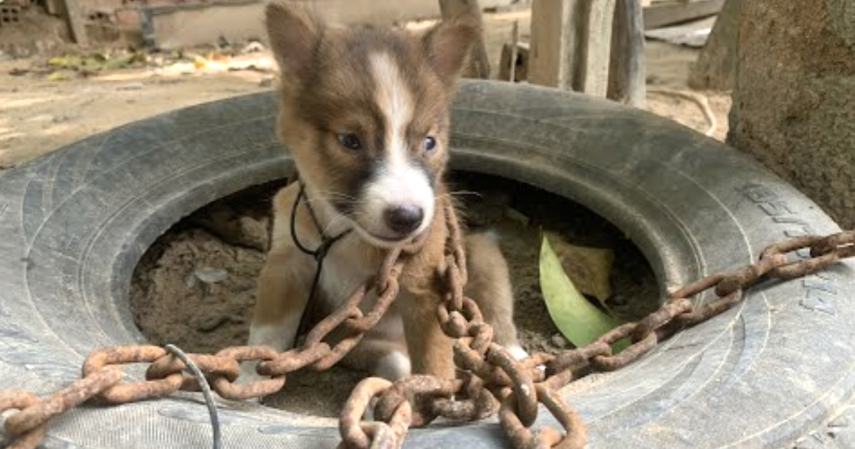 Owner Chains Tiny Puppy Outdoors As Punishment For Biting One Of The Chickens