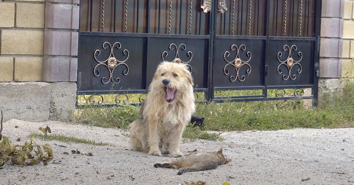 Owner Sold His Home And Left The Dog Behind, And Oscar Sat Waiting At The Entrance