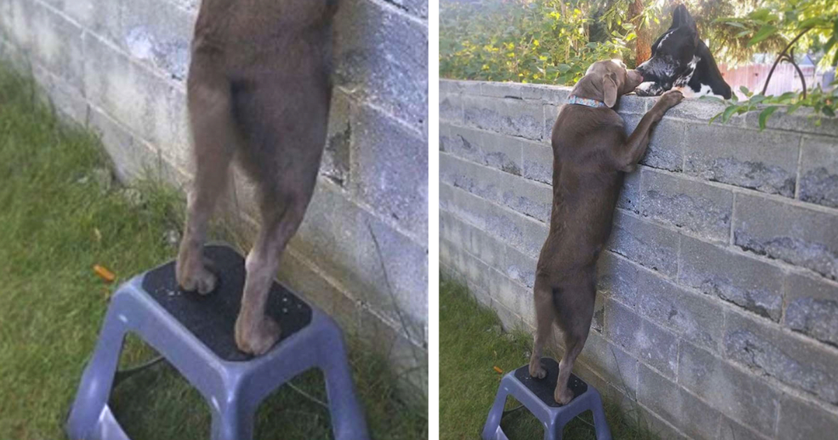 Owners Get Dog A Step Stool So He Can See His Gentle Giant Neighbors