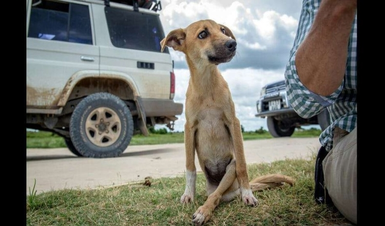 Paralyzed puppy drags herself to remote elephant shelter to get help