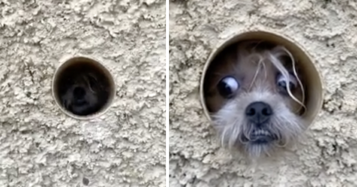 Paranoid Puppy Uses Pipeline To Watch Passersby And Guard Her Home