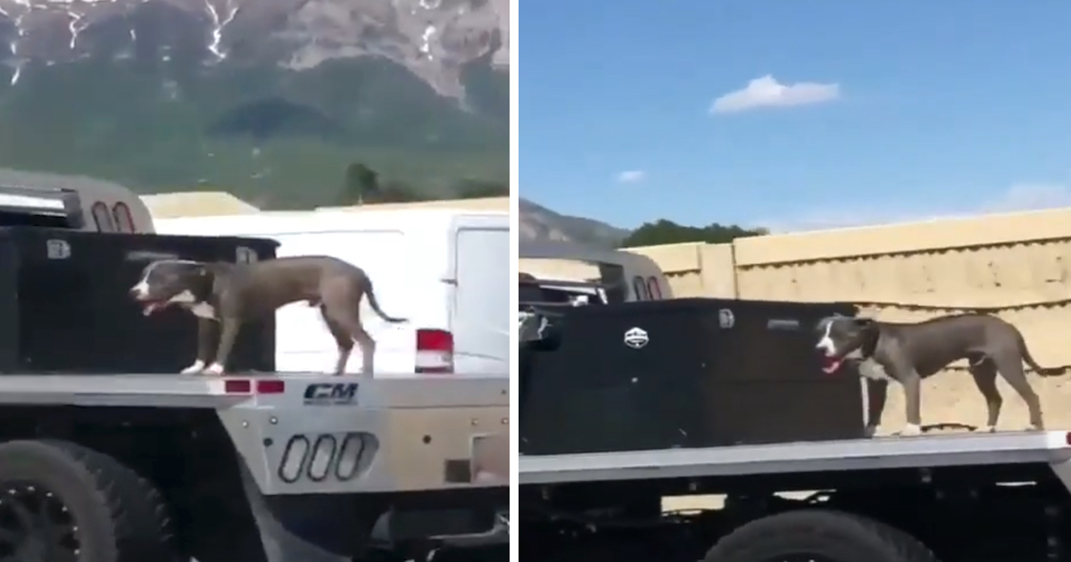 People Cruising Down The Freeway Spot Loose Dog On The Back Of A Flatbed Truck