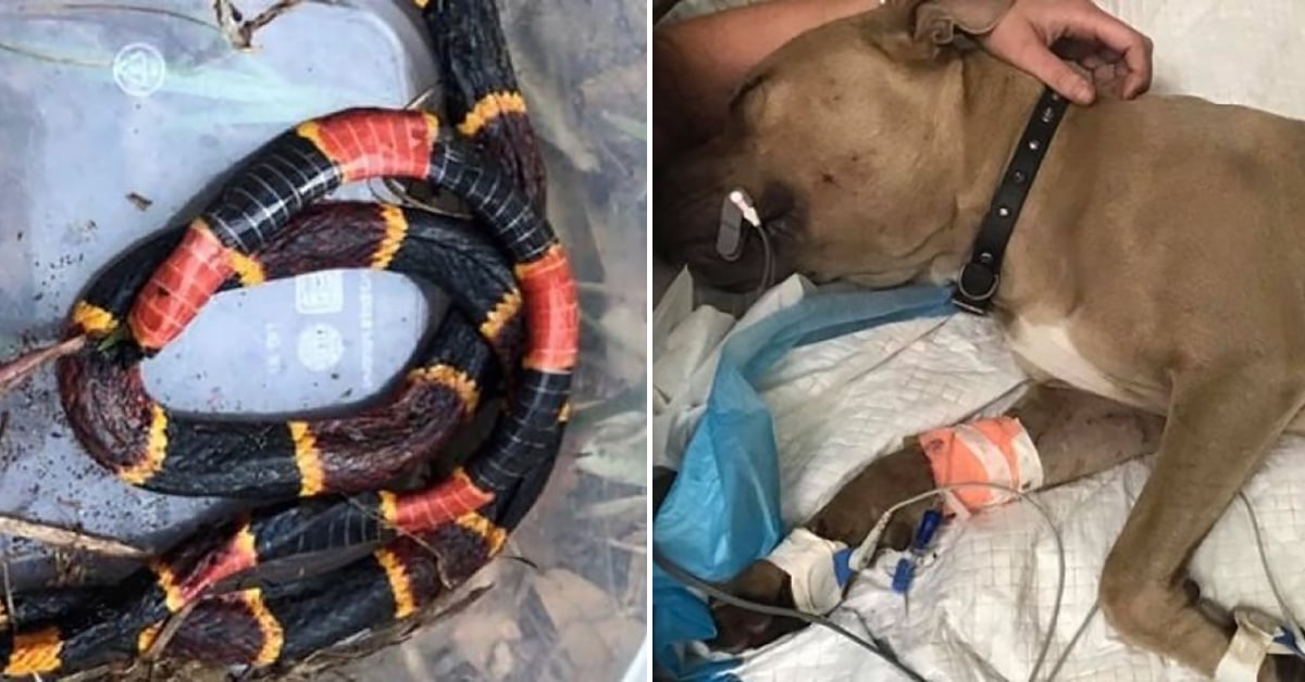 Pit Bull Passes Away After Protecting 2 kids From A Coral Snake Bite