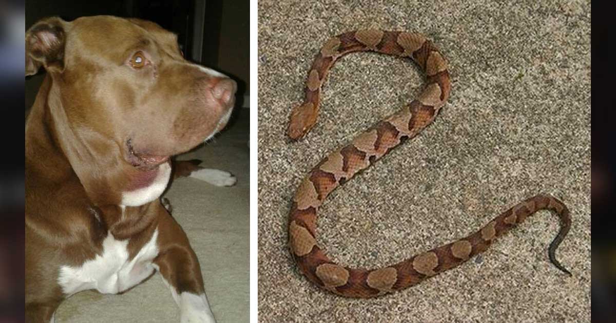 Pit Bull Rescues Small Child From Viper Snake