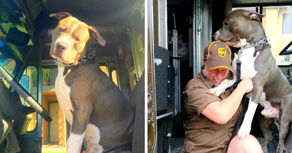 Pit Bull Sobs Like A Baby After Mother's Death, Begs UPS Driver To Provide Him A Home