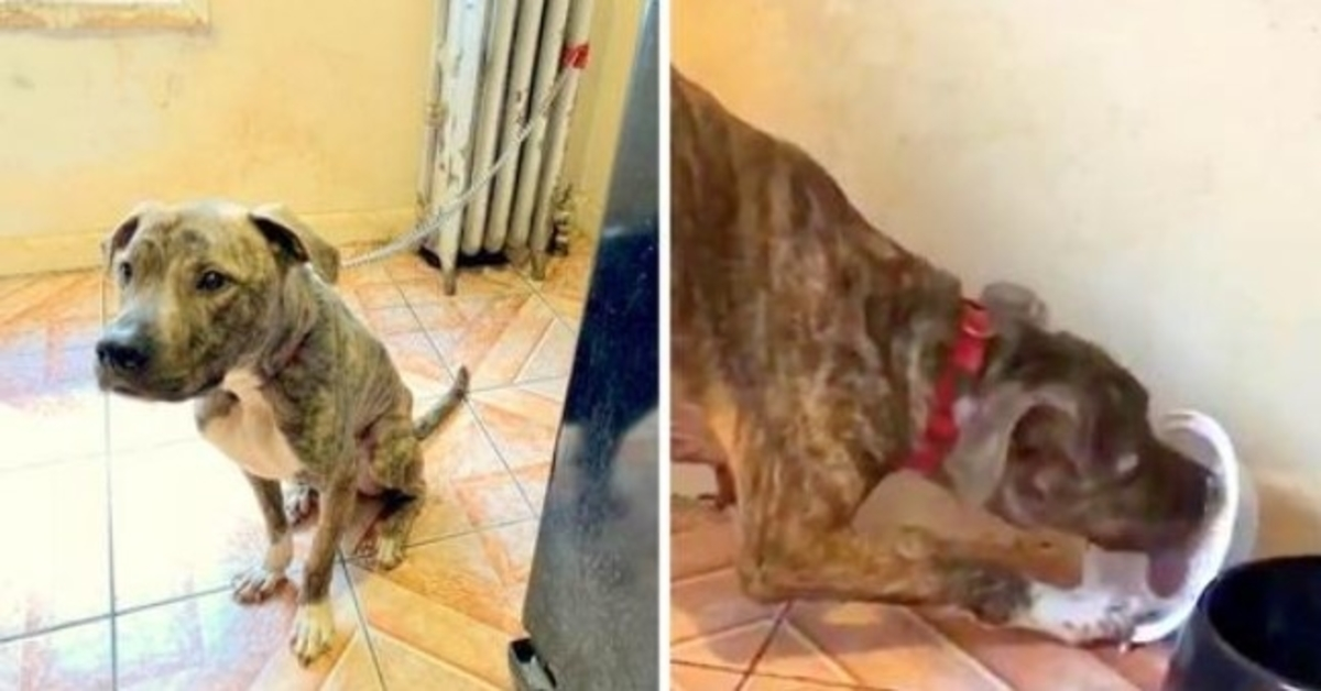 Pit Bull starved chained to radiator for 6 months, eats snow believing it's food