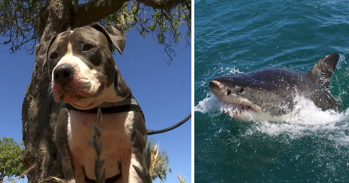 Pitbull Fights Off a 6-Foot Shark to Rescue his Owner