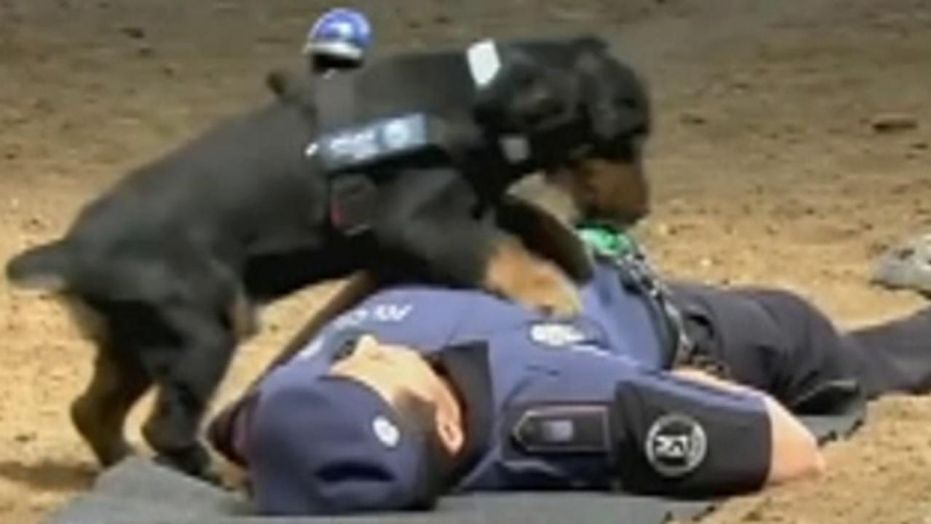 Police dog performs CPR on policeman in adorable video