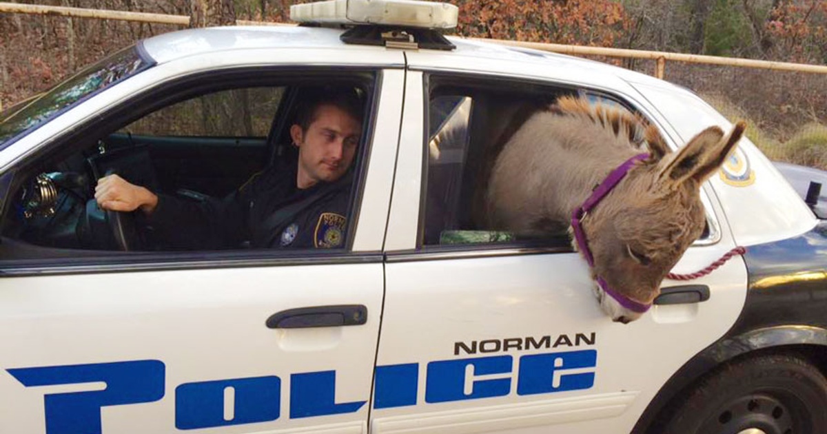 Police rescues donkey from busy highway, drives it safety in police car