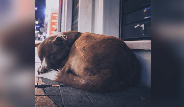 Pregnant Dog Gets Dumped On The Street, Goes Around Crying And Begging For Food