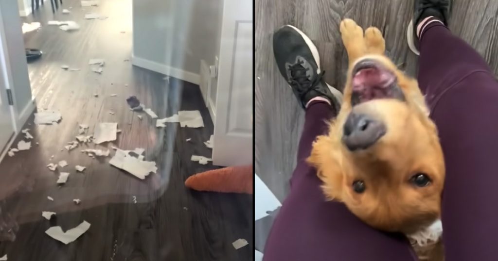 Proud Dog Shows Mama The Redecorating He Did While She Was Away