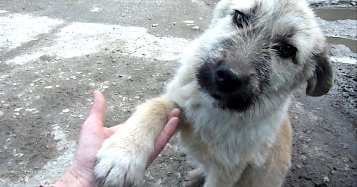 Puppy Abandoned On A Busy Roadway Offers His Paw Asking To Be Rescued