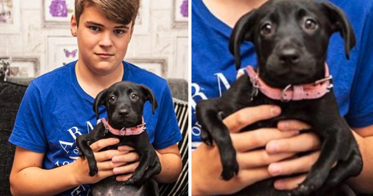 Puppy Born With 6 Legs Adopted By Boy Who Knows Bullying All Too Well