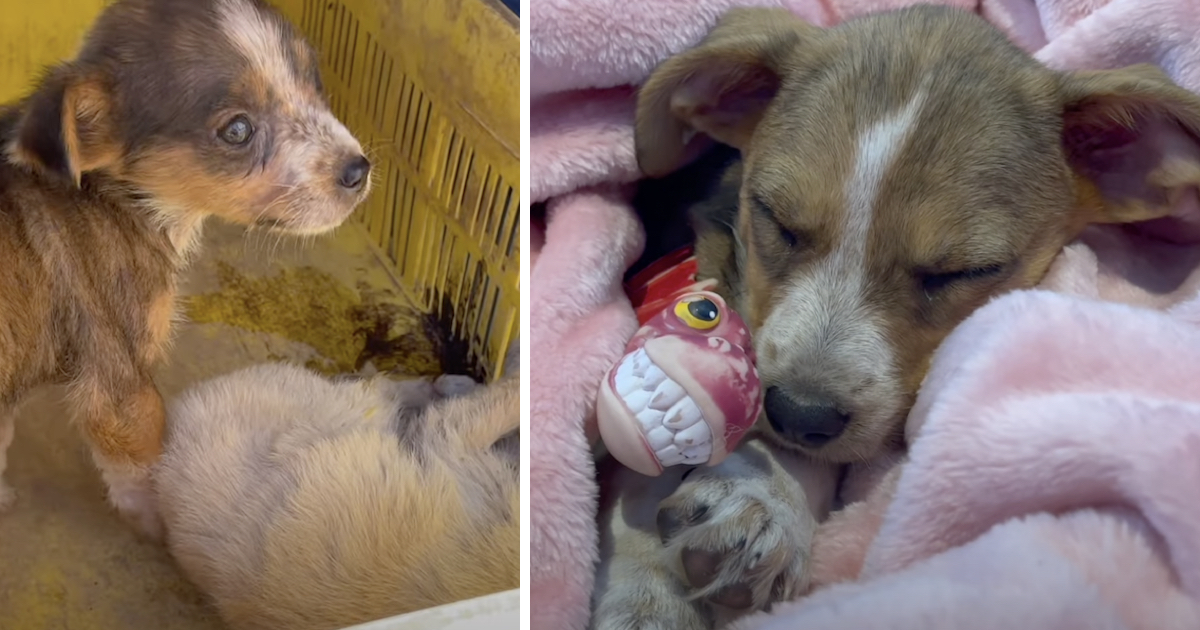 Puppy Found Beside Her Sis Would Not Have To Spend Christmas Alone