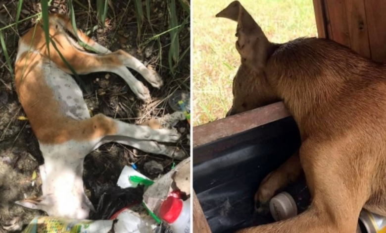 Puppy Holds On and Fights For Each Breath After Siblings Died In Blistering Heat