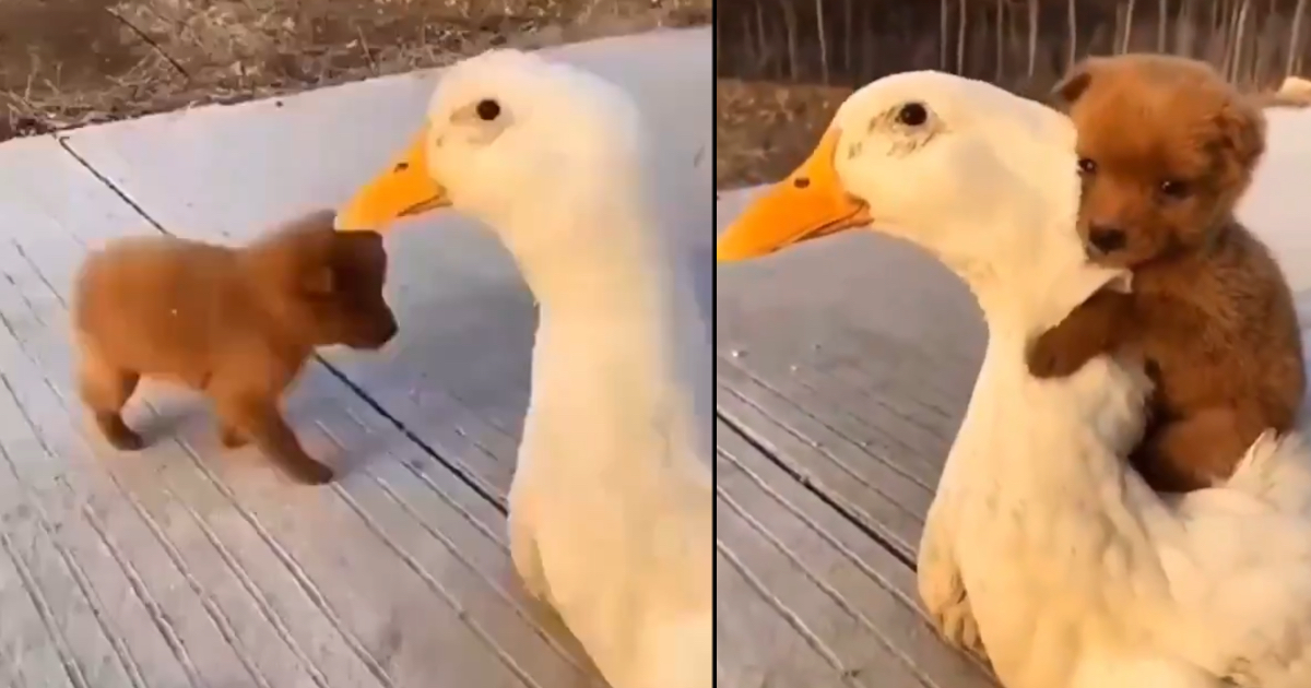 Puppy Meets A Duck For The Very First Time And Takes To It For A Lovable Hug