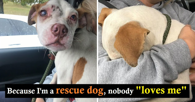 Puppy So Grateful For Being Rescued, Hides His Face In Rescuer's Arms