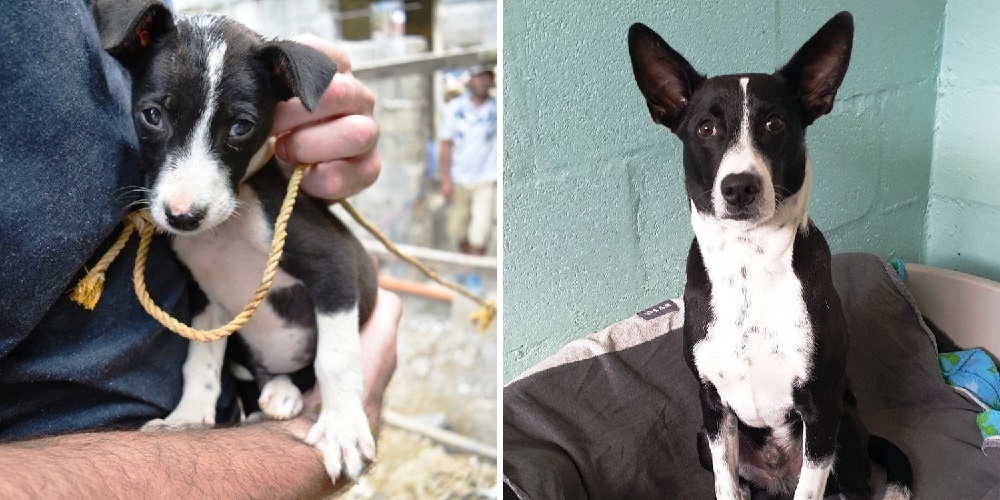 Puppy That Was Tied To A Pole His Whole Life Sees Grass For The First Time