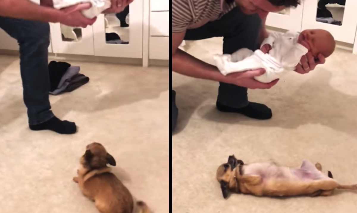 Puppy Waits 9 Long Months For Baby Brother, Lastly Gets To Meet Him