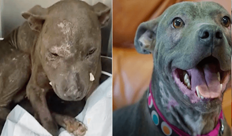 Puppy Was So Abused, She Didn't Even Appear Like A Dog. But Her Journey To Recovery Is Inspirational!