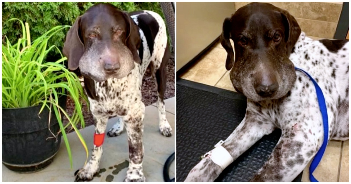 Rattlesnake Latches Onto Dog Bites Him 5 Times As Dog Attempts To Break Free