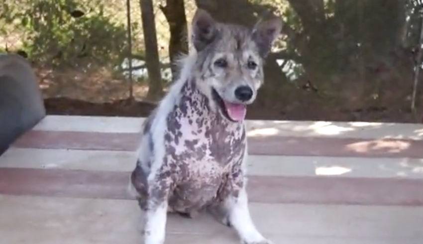 Realizing he will be adopted, dog busts out his happy dance