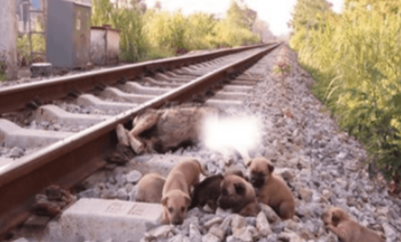 Rescue 6 poor pups on the train tracks when their mother is no more