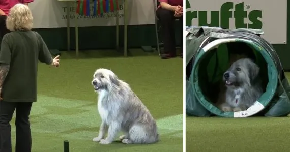 Rescue Dog Has A Mind Of His Own When He Hits The Agility Program