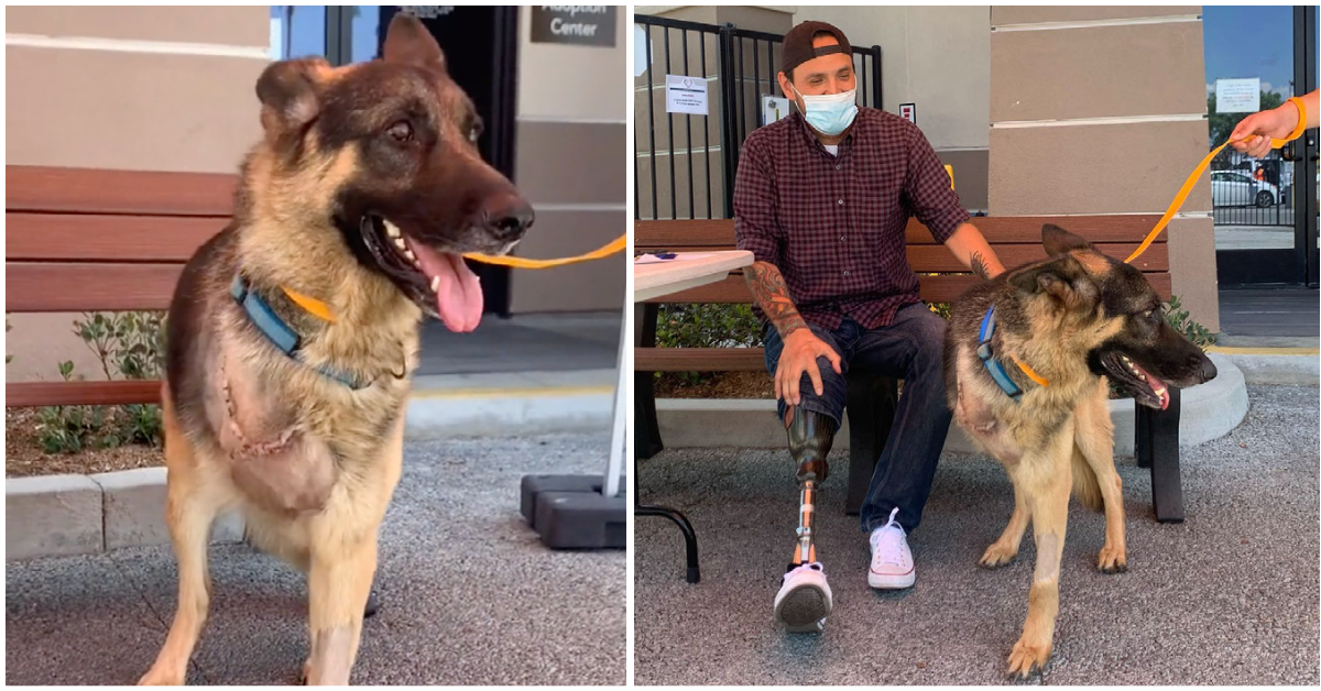 Rescue Dog With One Leg Amputated Adopted By A Veteran Who Has The Exact same Injury