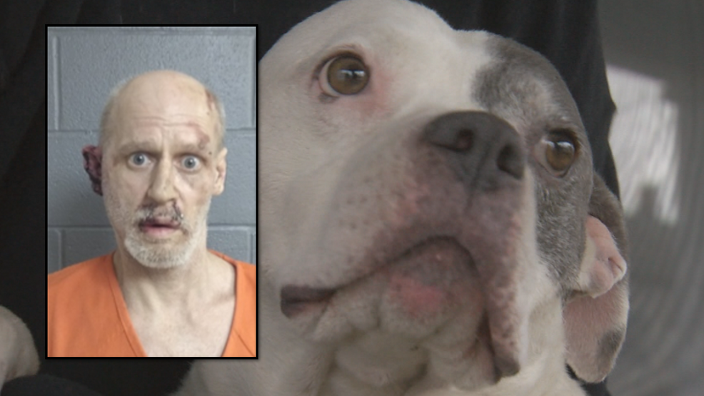 Rescue pit bull helped rescue his own family until police showed up