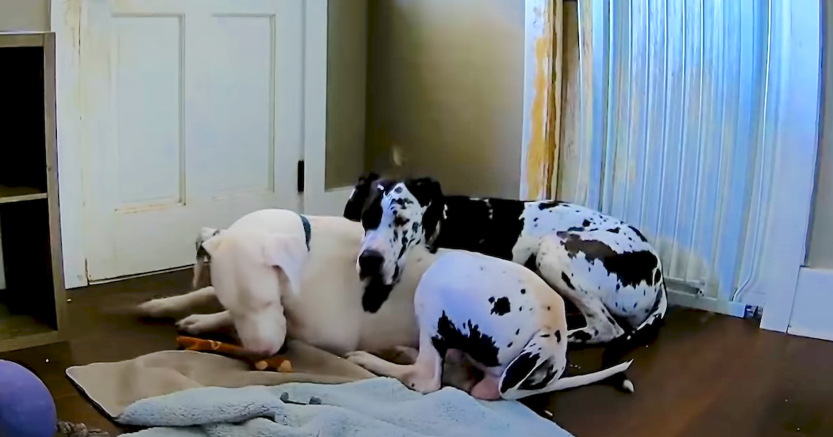 Rescued Great Dane Has Separation Anxiety, So Foster Sis Comforts Him