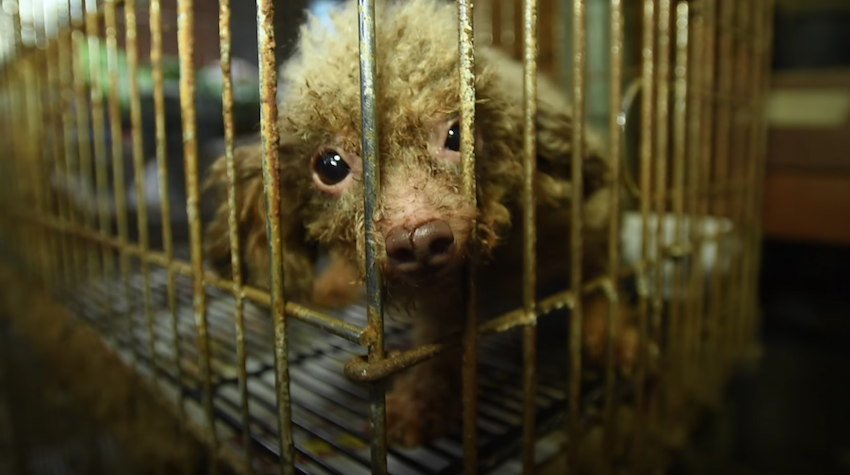 Rescued from a dark basement, watch as this dog sees sun light for the extremely first time