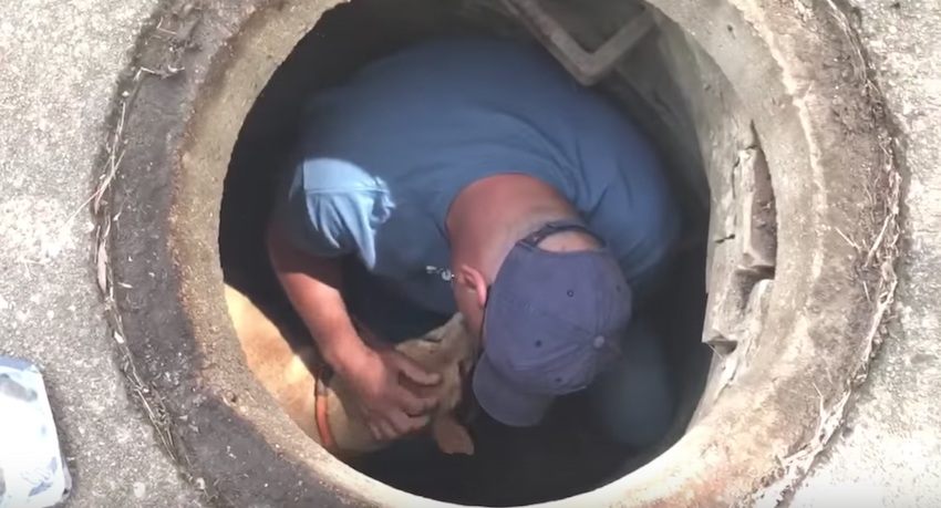 Rescuer takes minute with scared dog stuck in sewer before assisting him to safety