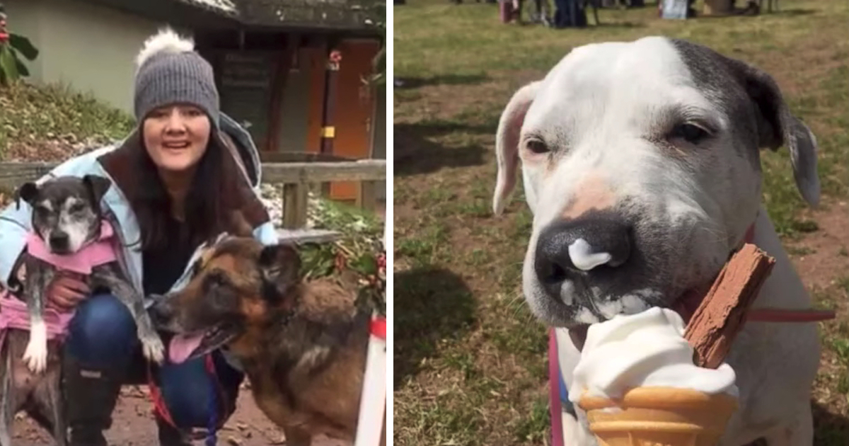 Retired Nurse Begins Hospice For Dogs That Are Left At The End Of Their Lives