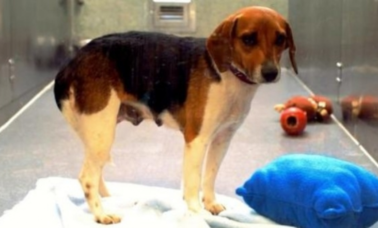 Sad Dog Watched Friends Obtain Adopted, Then A Little Girl Stopped At Her Window