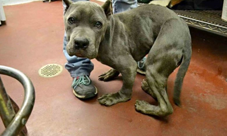 Sad and Afraid Pitt Bull Who Has Actually Been Kept In A Tight Cage For 2 Years Now Has A Deformed Body