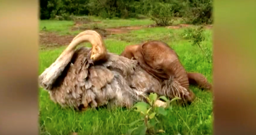 Saved Baby Elephant Is Recovering Thanks To Daily Cuddles With New Buddy