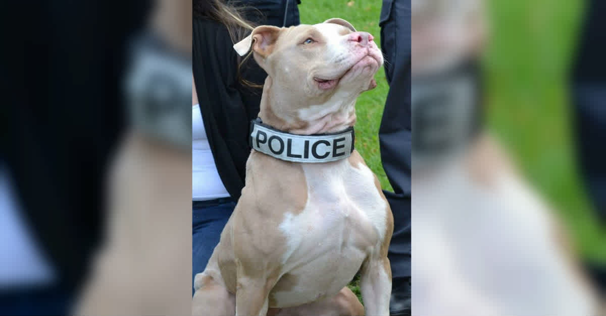 Saved Pit Bull From A Parking Lot Comes To Be A K9 Officer