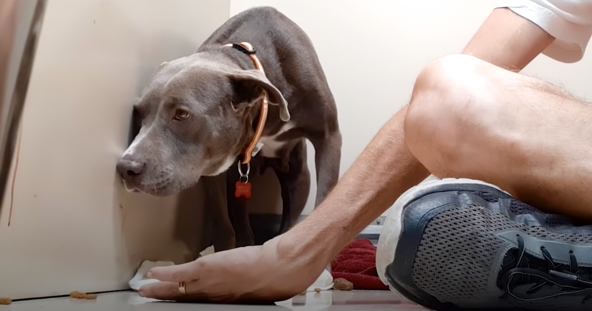 Scared Dog Sat Tightly In The Corner Preventing Eye Contact As Long As She Could