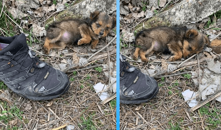 Scared Puppy Was Using Shoe