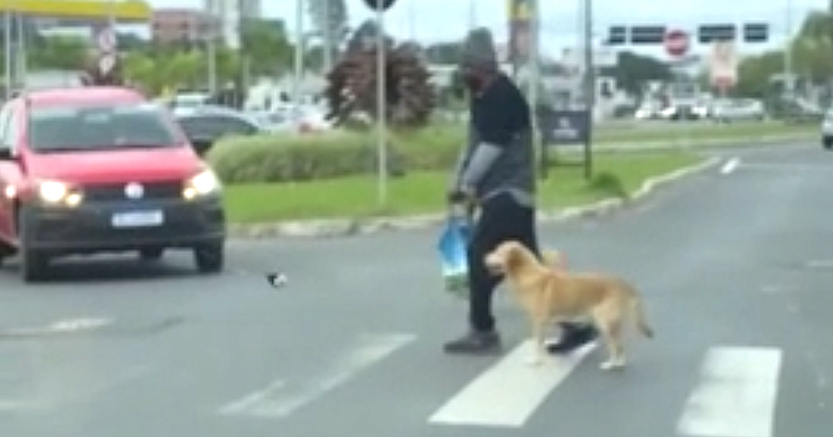 Selfless Dog Helps Disabled Man Cross The Street