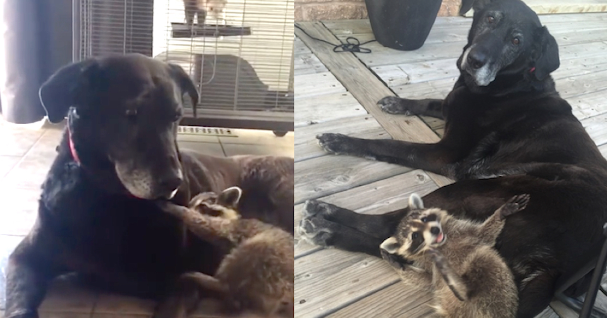 Senior Dog Comes To Be Surrogate Mother To An Orphaned Raccoon