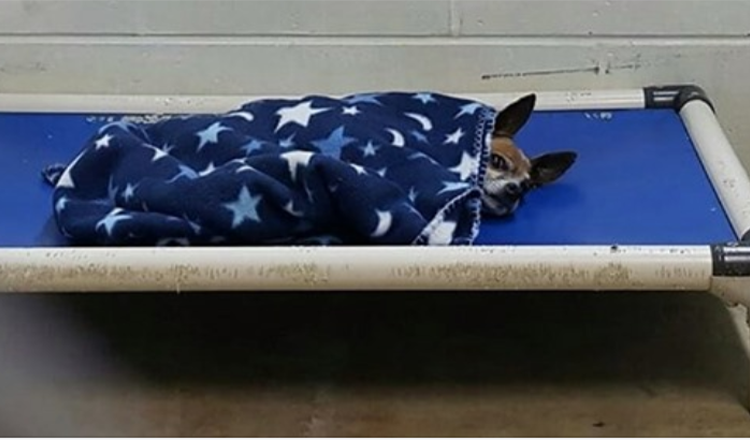 Senior Sanctuary Dog Tucked Himself In Every Evening Waiting For A Family